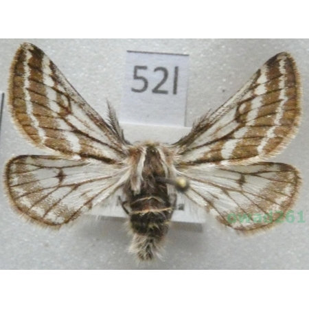 Lycia zonaria (Denis & Schiffermüller, 1775) male Czech52l
